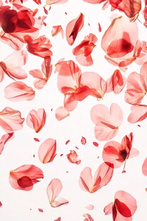 飘落的粉色花瓣唯美画面