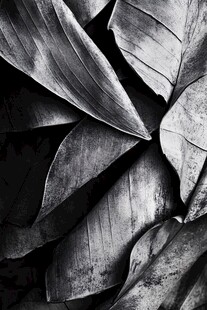 黑白叶片特写纹理之美