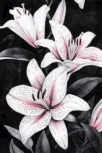 黑白水墨风优雅百合花