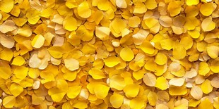 金黄玫瑰花瓣铺满画面