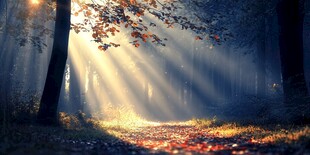 秋日森林阳光洒落美景