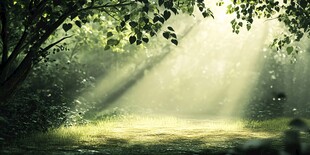 林间阳光洒落的静谧之境