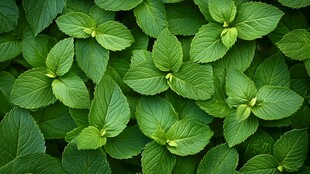 清新薄荷叶特写