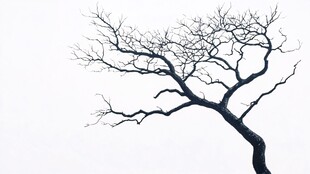 孤独枯树傲立苍穹