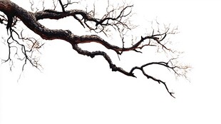 枯树枝干的独特姿态