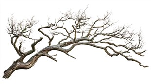 弯曲枯树枝