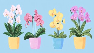 四盆多彩蝴蝶兰插画