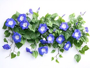 蓝白牵牛花与绿叶装饰