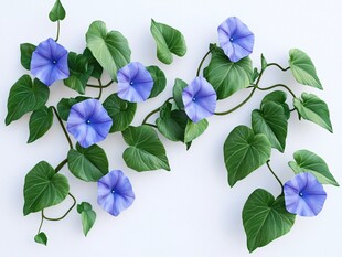 蓝牵牛花绿叶清新组合