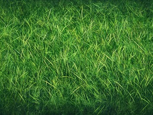 翠绿草地纹理背景图