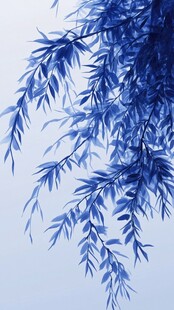 蓝调柳枝垂落之景
