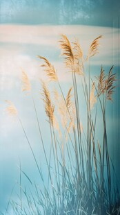 湖畔芦苇在微光中摇曳