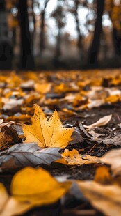 秋景 落叶铺就的诗意画面