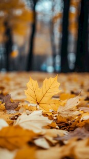 秋景 落叶铺就的诗意画面