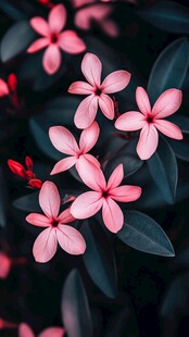 娇艳粉色小花绽放