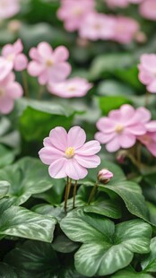 粉色小花与绿叶的美丽景致