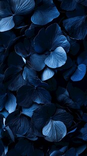 深蓝绣球花瓣特写