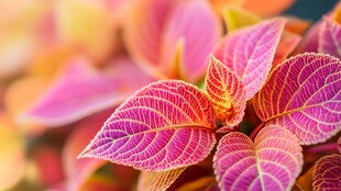 多彩斑斓的梦幻叶脉叶片