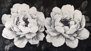 黑白双生牡丹花绘图