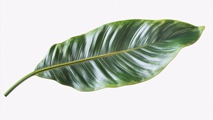 翠绿条纹叶片特写