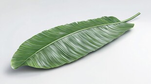 一片翠绿的香蕉叶