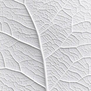 白色叶脉纹理特写