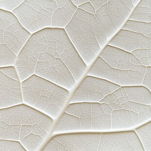 白色叶脉纹理特写