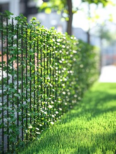 绿叶攀附的铁艺围栏景观