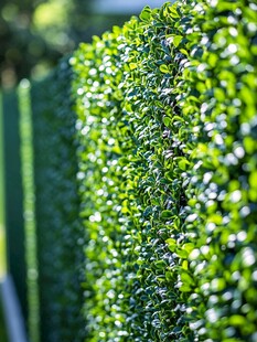 翠绿整齐的植物绿篱景观