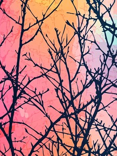 梦幻色彩下的枯树枝剪影