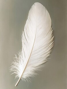 纯白羽毛 轻盈之美
