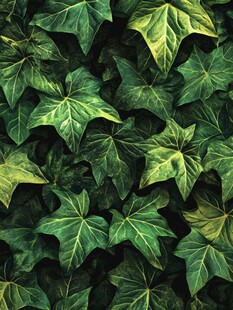 常春藤绿叶纹理背景图