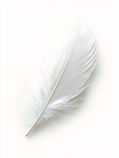 纯白轻盈羽毛特写
