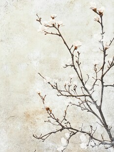 枝头绽白花的素雅景致