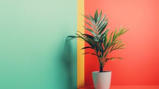 绿植立于多彩墙边