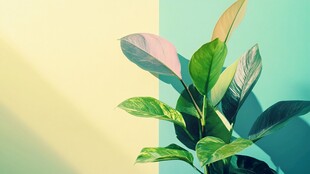 清新双色背景下的绿植