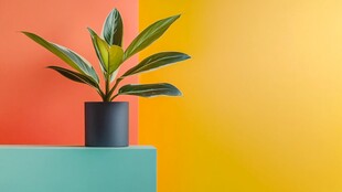 多彩背景上的盆栽绿植