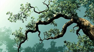 苍劲古树展独特风姿