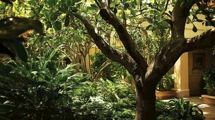 庭院中繁茂的大树与绿植