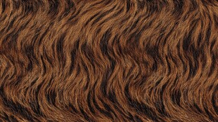 棕褐波浪纹理动物毛发
