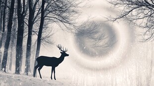 雪林鹿影 奇幻自然景象