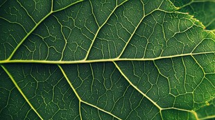 叶脉特写 自然的精妙纹理