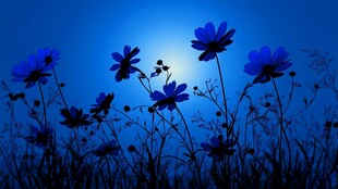 蓝夜下的花朵剪影