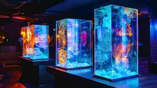 梦幻海底主题水族展示