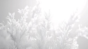 冬日霜花的纯净之美