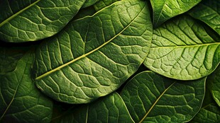 翠绿叶片特写 生机盎然