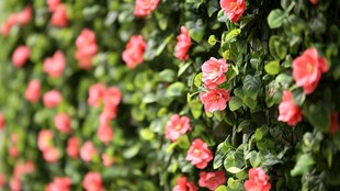 粉红花卉绿植墙美丽景致