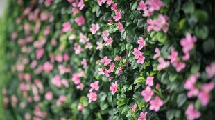 粉色繁花绿植墙美景