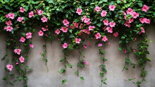 粉色花朵攀附灰色墙面