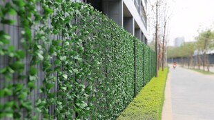 绿叶围栏装点道路景观